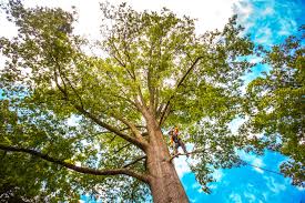 Best Emergency Tree Removal  in Clarksburg, WV