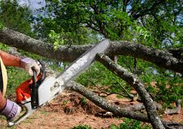 Best Utility Line Clearance  in Clarksburg, WV